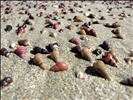 Shells on Bherwerre beach